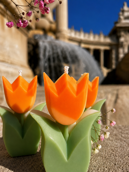 Tulipe