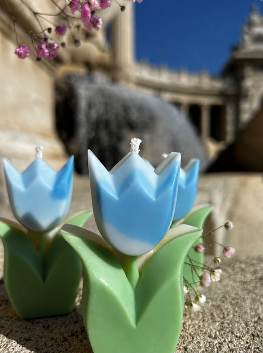 Tulipe