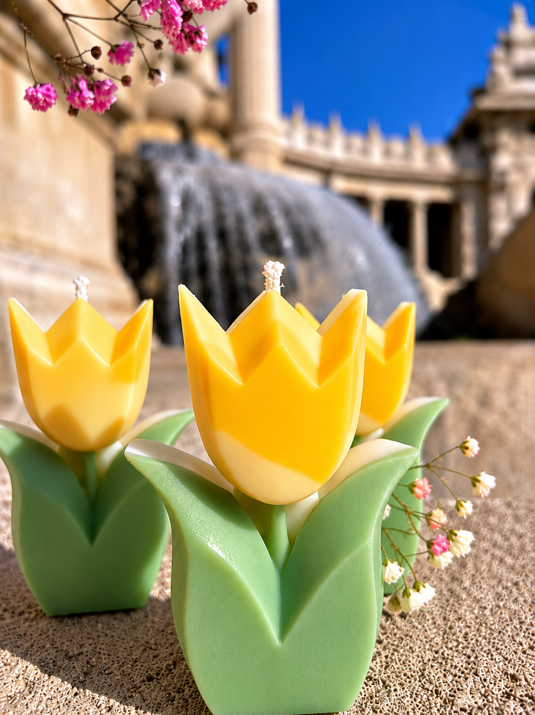 Tulipe