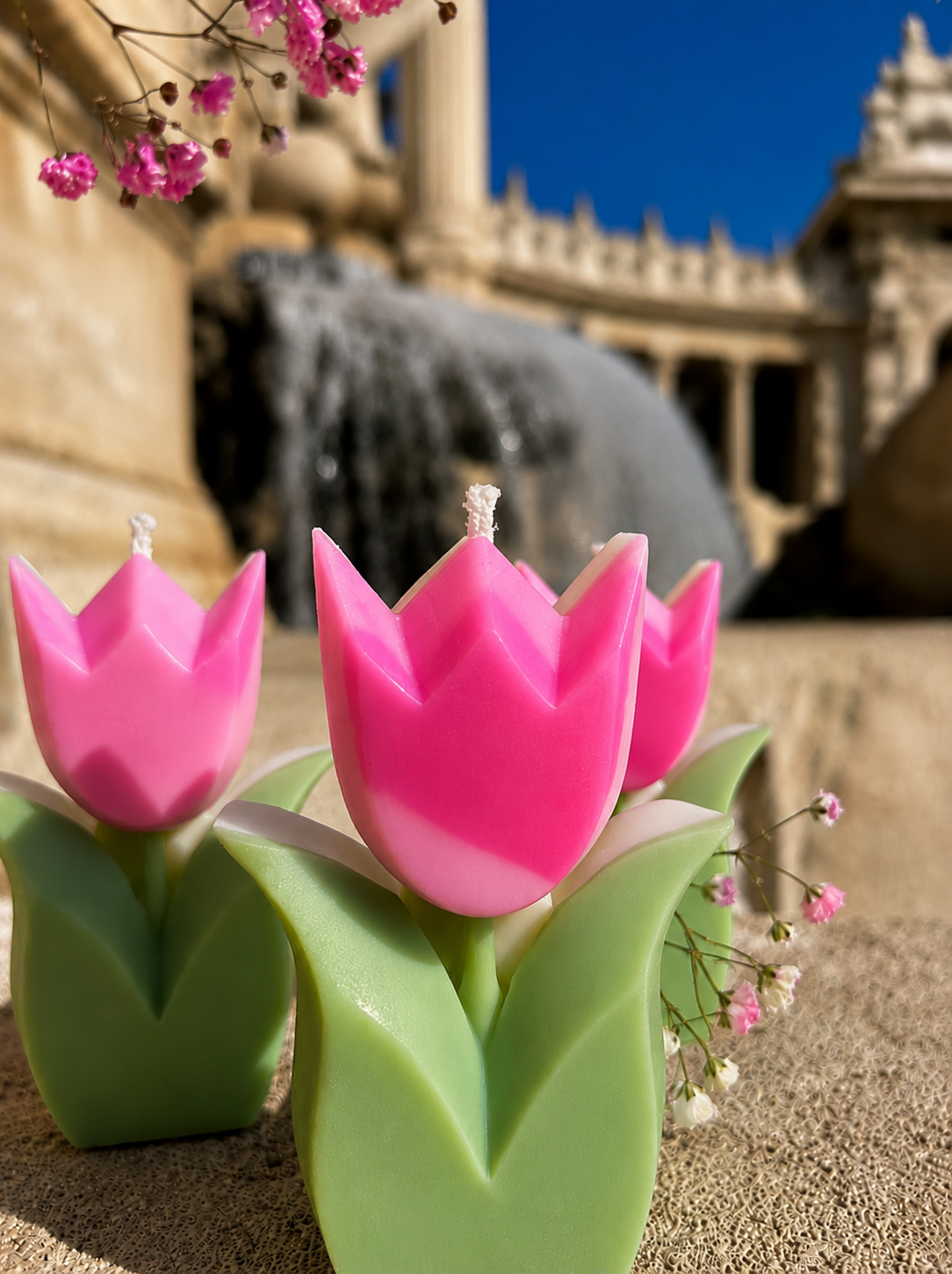 Tulipe