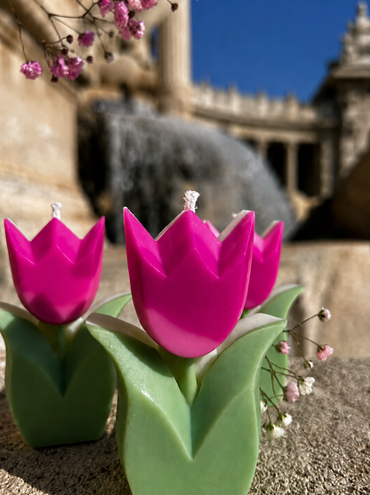 Tulipe