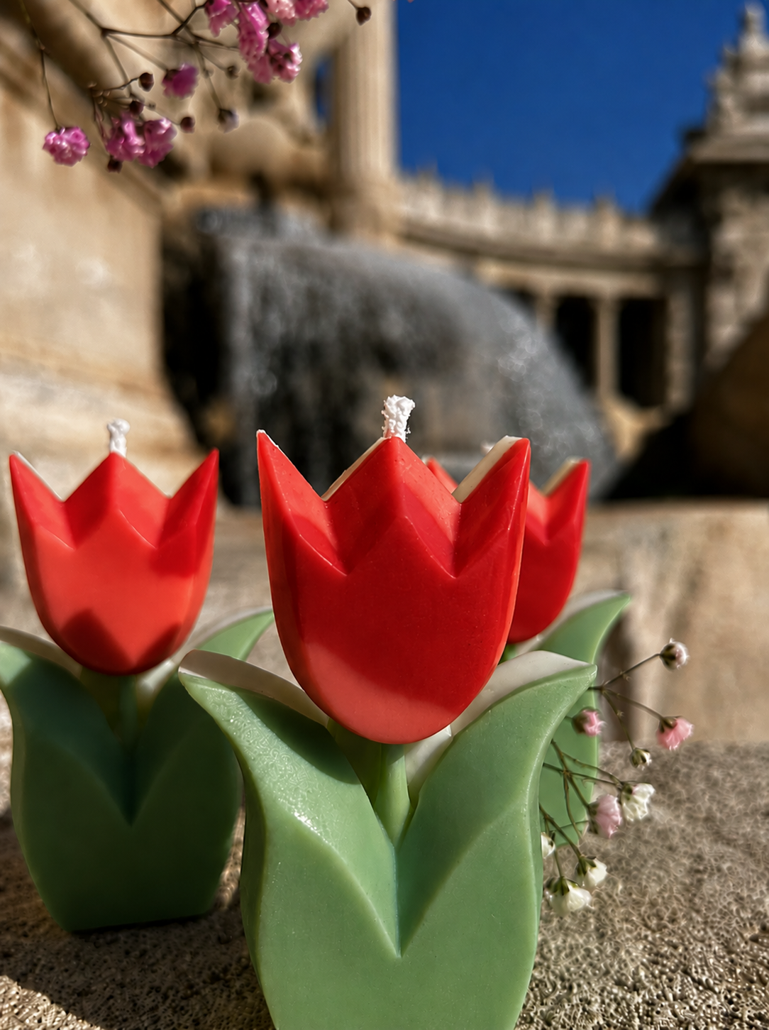 Tulipe