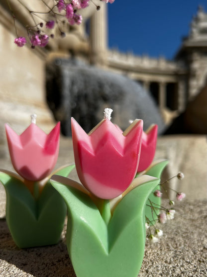 Tulipe