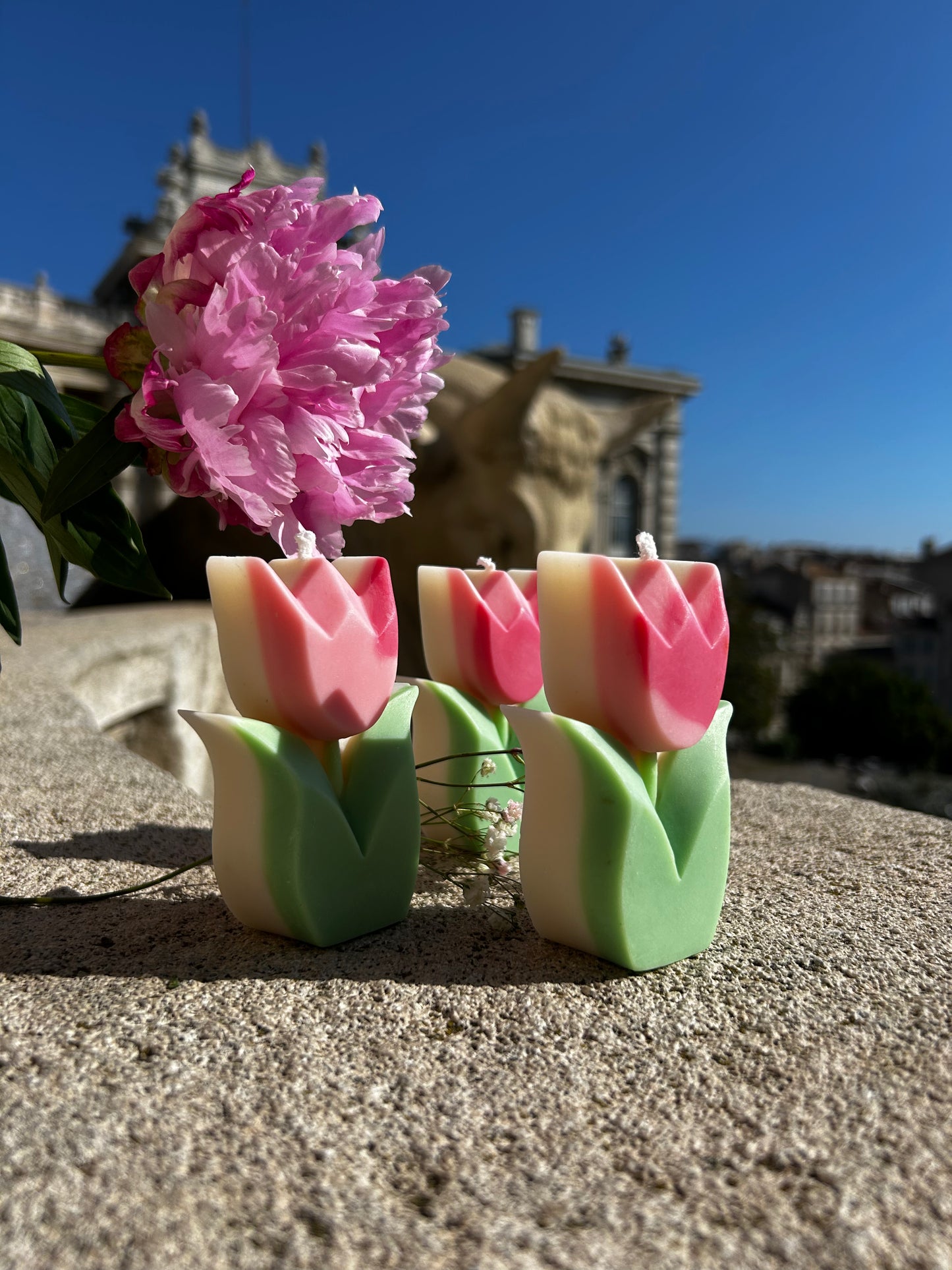 Tulipe