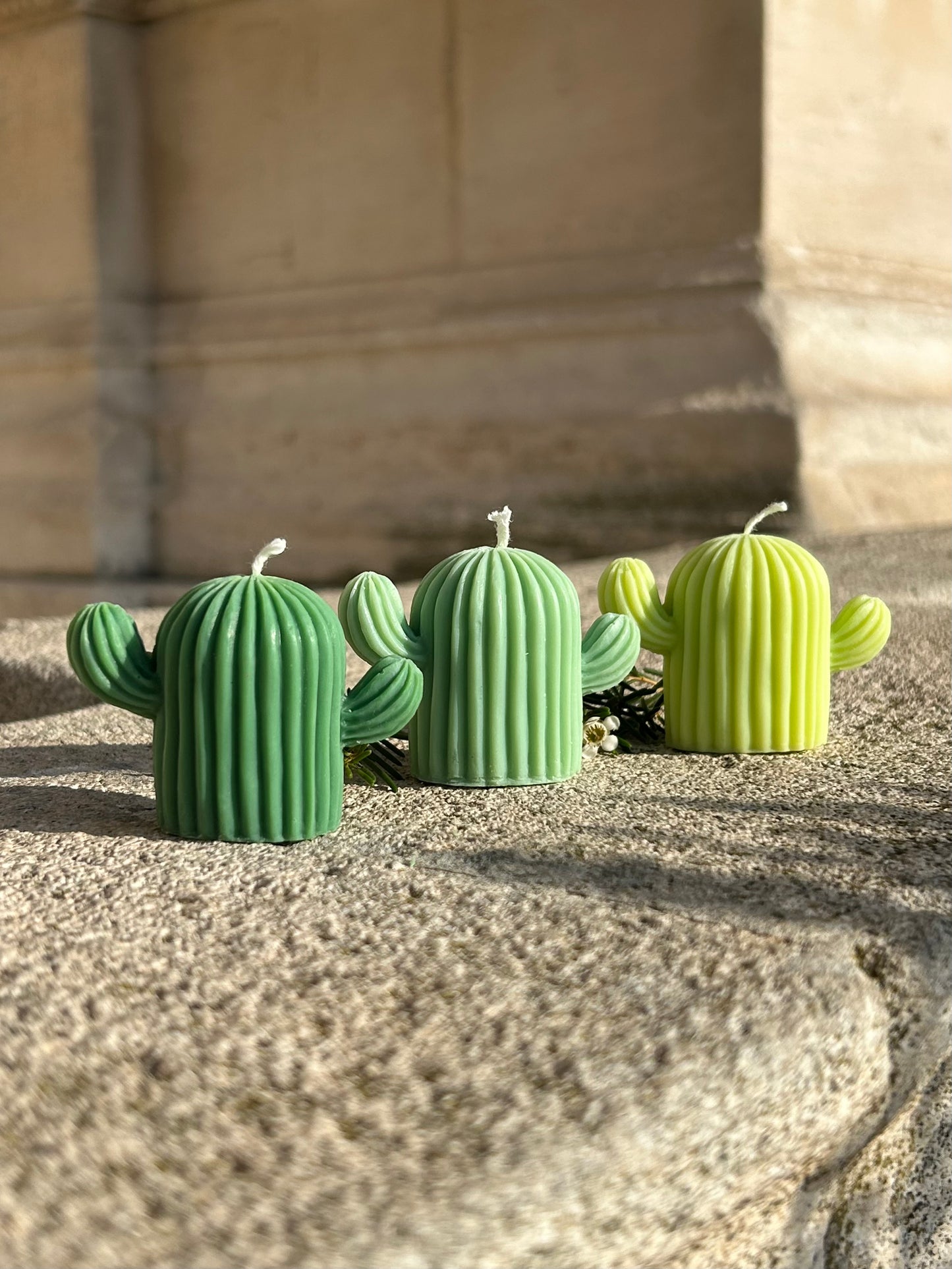 le trio de cactus