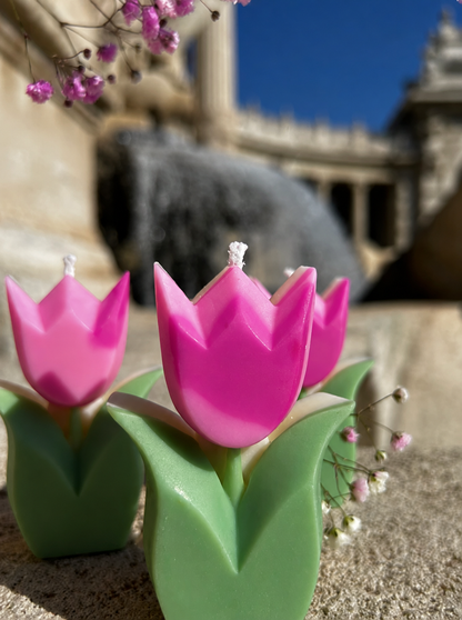 Tulipe