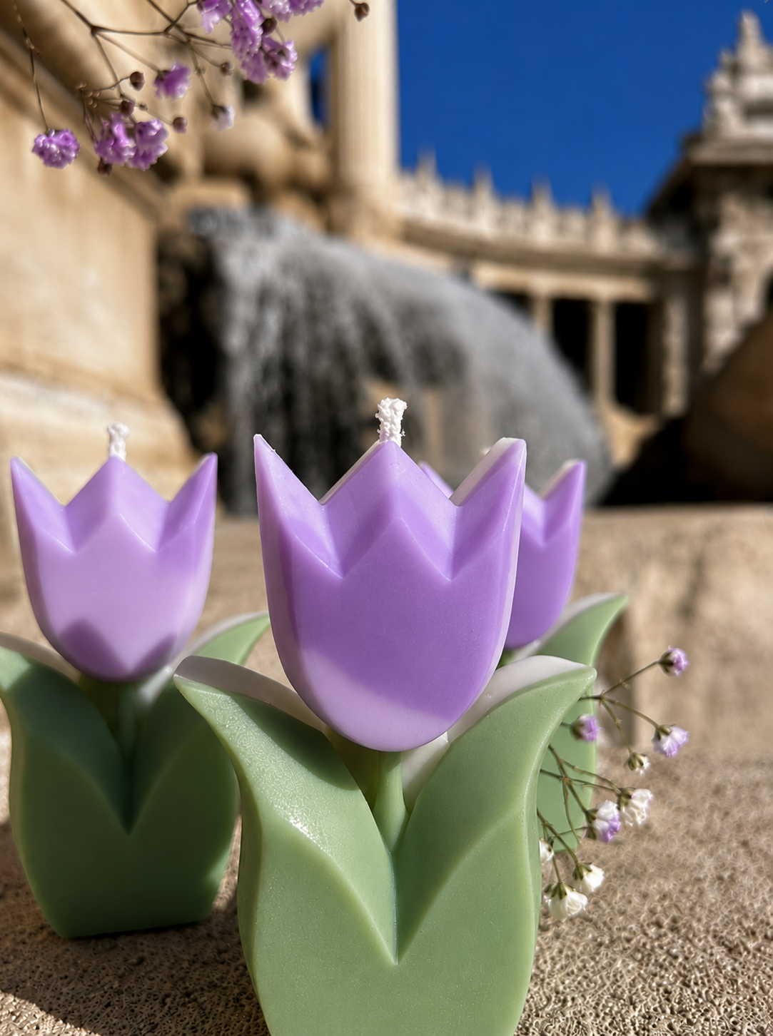 Tulipe