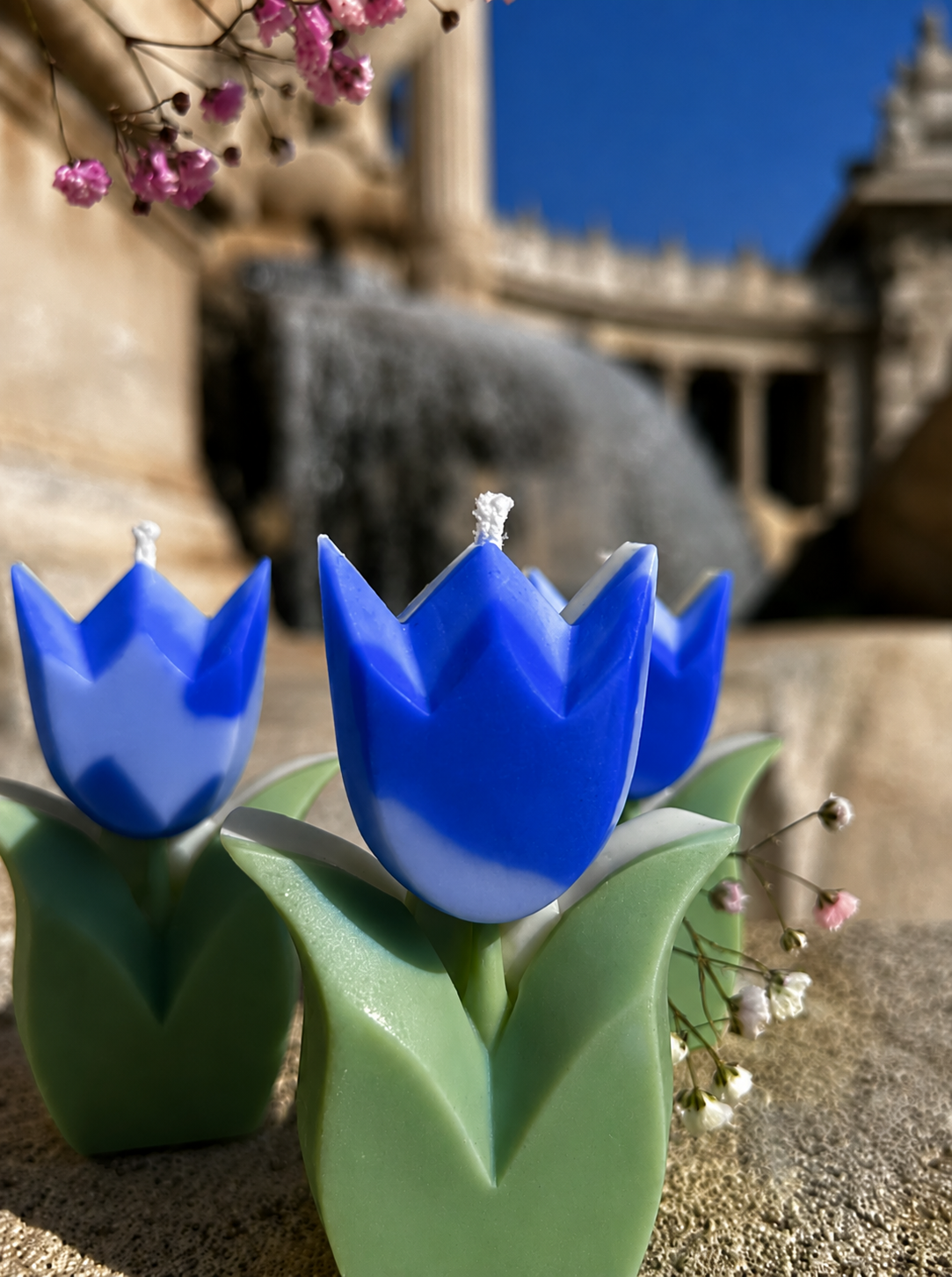 Tulipe