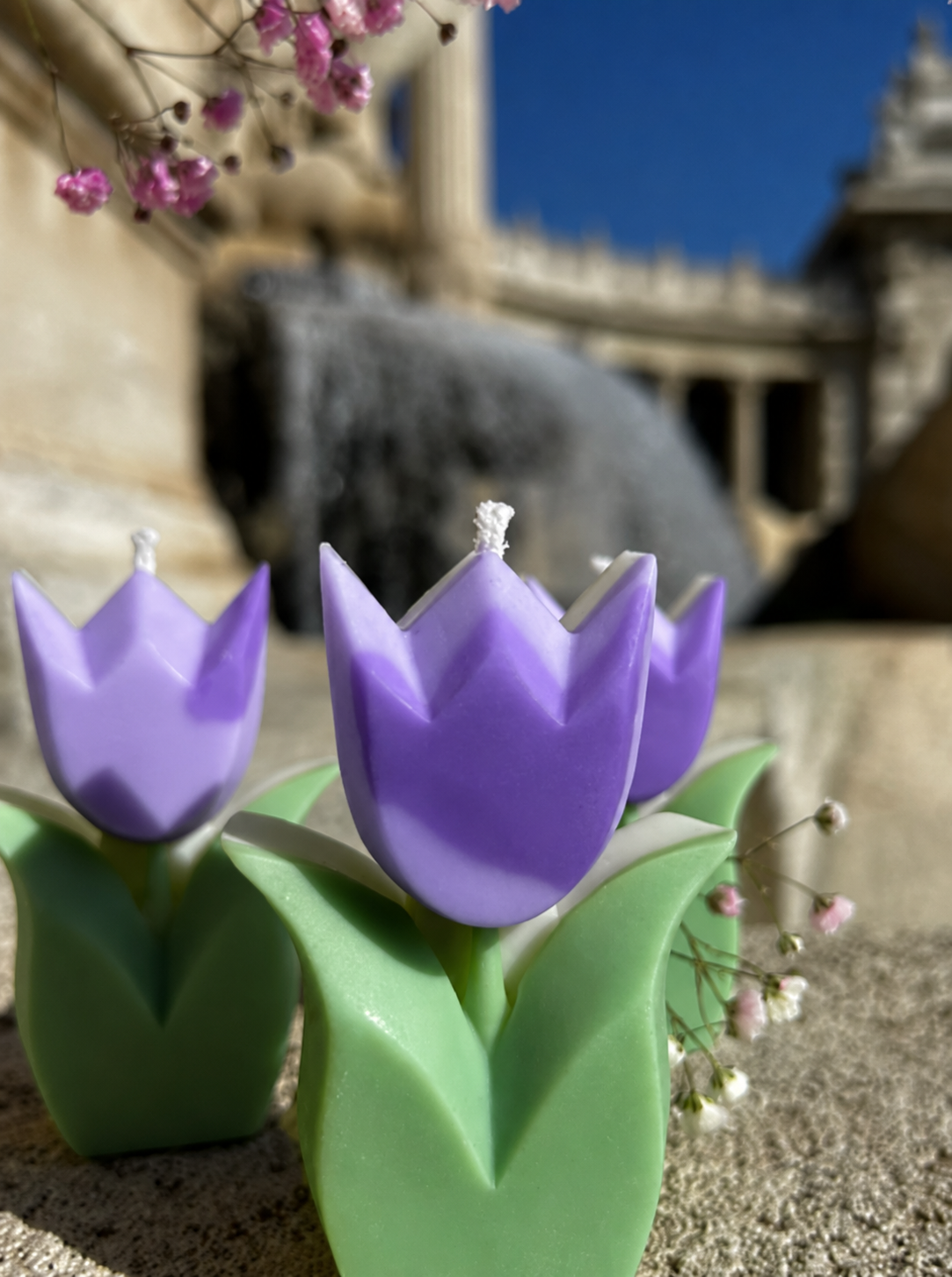 Tulipe